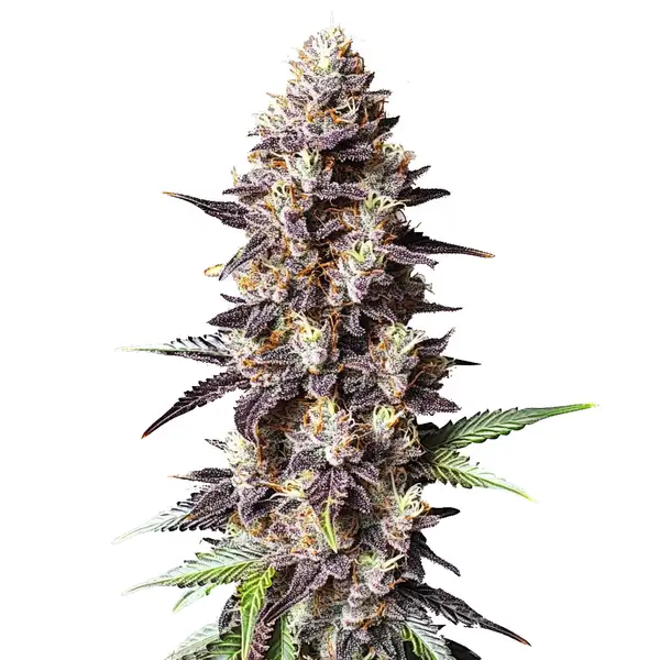 Grandaddy Purple x Bruce Banner