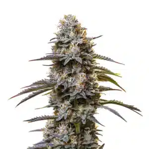 Granddaddy Purple Auto cannabis plant with purple frosty colas