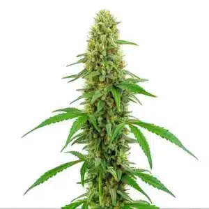 Gros plan d’un plant de cannabis Green Crack avec des têtes résineuses vert clair.