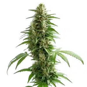 Green Crack Auto cannabis plant with vibrant green buds