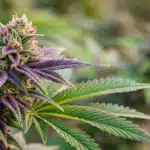 Gros plan d’une fleur de cannabis aux teintes violettes et vertes, couverte de trichomes brillants au soleil.