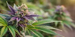 Gros plan d’une fleur de cannabis aux teintes violettes et vertes, couverte de trichomes brillants au soleil.