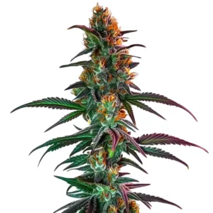 Gros plan de la variété Gush Mintz x Honey Drop avec des bourgeons colorés et résineux.
