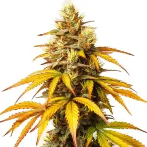 Plante de cannabis Hellfire OG avec bourgeons compacts et feuilles dorées.