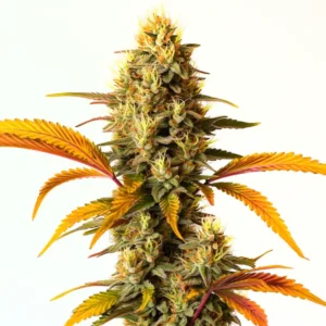 Hellfire OG Auto cannabis plant with frosty resinous colas