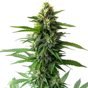 Plante de cannabis Jack Herer avec de longs bourgeons couverts de trichomes blancs.