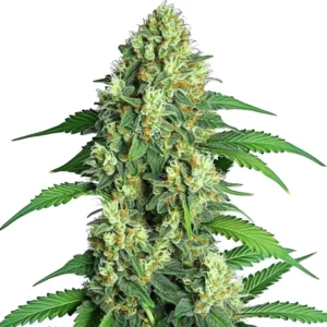Plante de cannabis Jamaican avec des feuilles étroites et des bourgeons tropicaux.