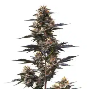 Gros plan d’une tête de cannabis Jokerz avec des pistils orange et une couche épaisse de trichomes.