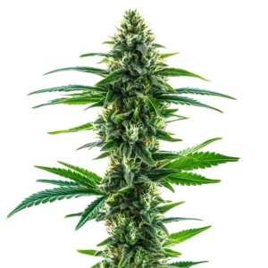 Khalifa Kush weed plant with dense emerald buds and orange pistils