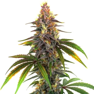 Kush Mints cannabis buds with minty green hues and frosty trichomes