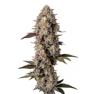 Plante de cannabis Lemon Cherry Gelato avec des bourgeons violets et verts glacés