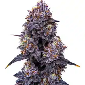 Gros plan d’un plant de cannabis Lemon Cherry Runtz aux têtes violettes et résineuses.