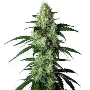 Plant de cannabis Louis XIII aux fleurs résineuses et feuillage sombre.