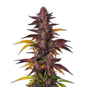 Cannabis LSD Auto avec fleurs couvertes de résine.