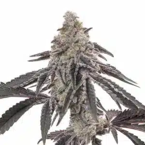 Sommet d’un plant de cannabis Mac couvert de résine brillante.
