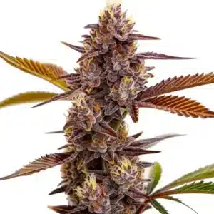 Plant de cannabis Mandarin Cookies aux fleurs violettes et orangées.