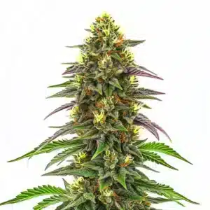 Plant de cannabis Maui Waui avec structure élancée et têtes résineuses.