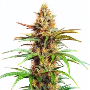Plante de cannabis Mexican Red Hair Auto aux teintes rouges.