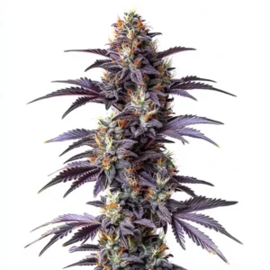 Mimosa Cake Auto cannabis plant covered in frosty trichomes and orange pistils.