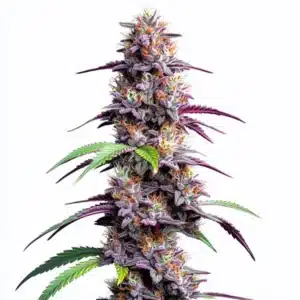Tall Mimosa XXL Auto cannabis plant with large colas and frosty buds.