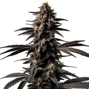 Gros plan d’un plant de cannabis Miracle Alien Cookies avec des bourgeons denses et résineux.