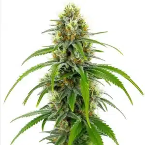Plante de cannabis Moby Dick avec des fleurs élancées et givrées de trichomes.