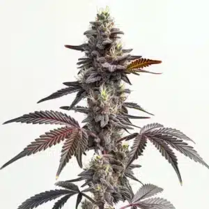 Plante de cannabis Modified Grapes avec des fleurs violettes et orange éclatantes.