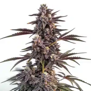 Plante de cannabis Moonshine Cookies avec des bourgeons denses et colorés.