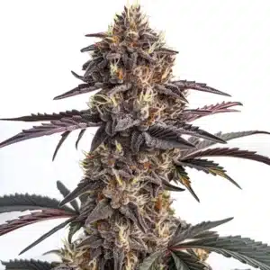 Moonshine Cookies Auto cannabis plant with colorful purple hues and frosty trichomes.