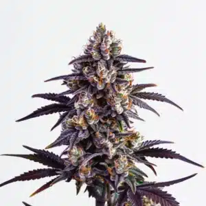 Grosse tête de cannabis Motor Breath aux nuances violettes et résine brillante.