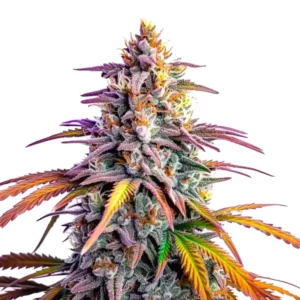 Plante de cannabis Motor Breath x Honey Drop avec des fleurs compactes et givrées.