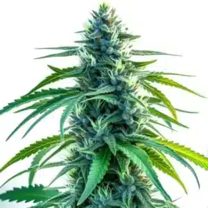 Plant de cannabis Nova OG avec fleurs recouvertes de trichomes et nuances vert clair.