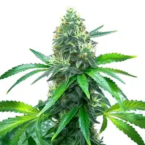 Fleur de marijuana OG Kush avec bourgeons résineux et pistils orange.