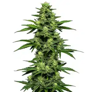 OG Kush Auto cannabis plant with resinous colas and rich green leaves.