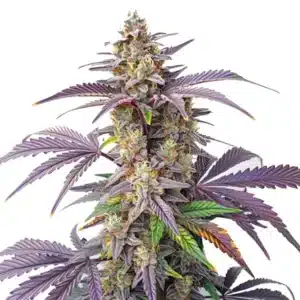 Gros bourgeon de cannabis Peanut Butter Breath recouvert de résine brillante