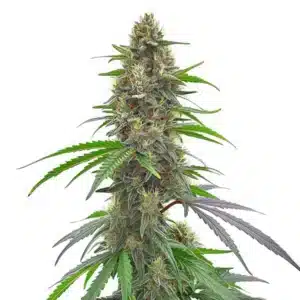 Gros plan d’un plant de cannabis Permanent Marker avec des têtes denses et résineuses