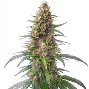 Permanent Marker Auto cannabis plant with frosty trichomes and orange hairs.