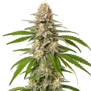 Plante de cannabis Pineapple Express avec des bourgeons denses et recouverts de résine
