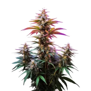 Pink Rozay x Gelato Auto cannabis plant with frosty purple and orange pistils