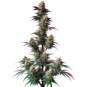 Pink Runtz Auto cannabis plant with dense buds and candy-like aroma
