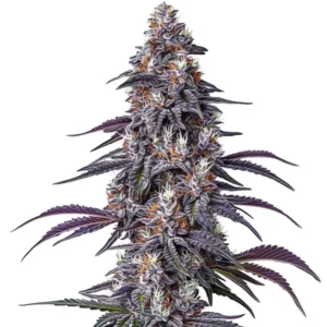 Plante Purple Kush avec feuilles sombres et fleurs compactes.