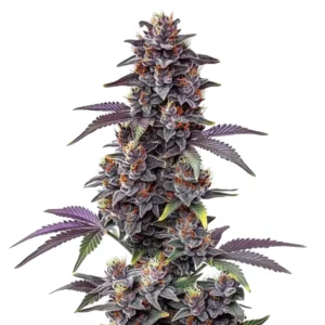 Purple Haze Auto cannabis plant with dense purple buds and frosty trichomes.