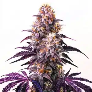 Bourgeons de cannabis Purple Kush aux teintes violettes et pistils orange.