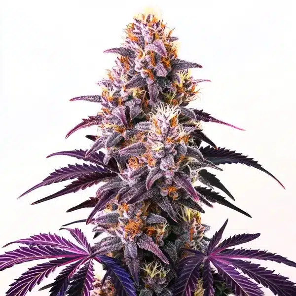 Purple Kush