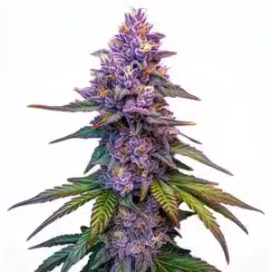 Purple Lemonade Auto cannabis plant with vibrant purple colas and orange pistils.