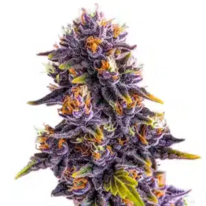 Plante Purple Star Killer avec fleurs violettes et trichomes blancs.