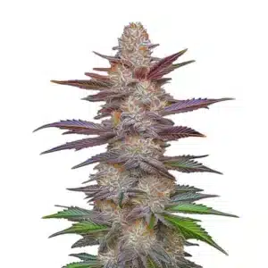 Tête de Purple Zkittlez Lemon Bean avec couleurs vives et résine abondante.