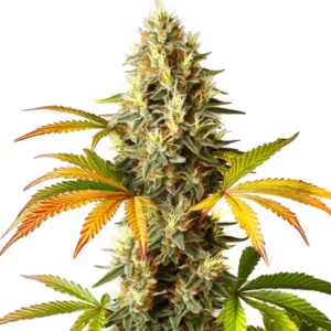 Red Super Skunk Auto cannabis strain with resinous colas and reddish tones.