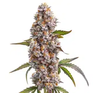 Plante de cannabis Reeze McFlurry avec des fleurs denses couvertes de trichomes et des feuilles sombres.