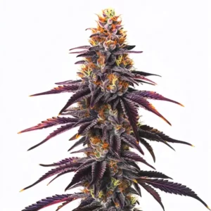 Gros plan de la variété Runtz montrant des fleurs résineuses aux teintes vertes et violettes avec pistils orange.